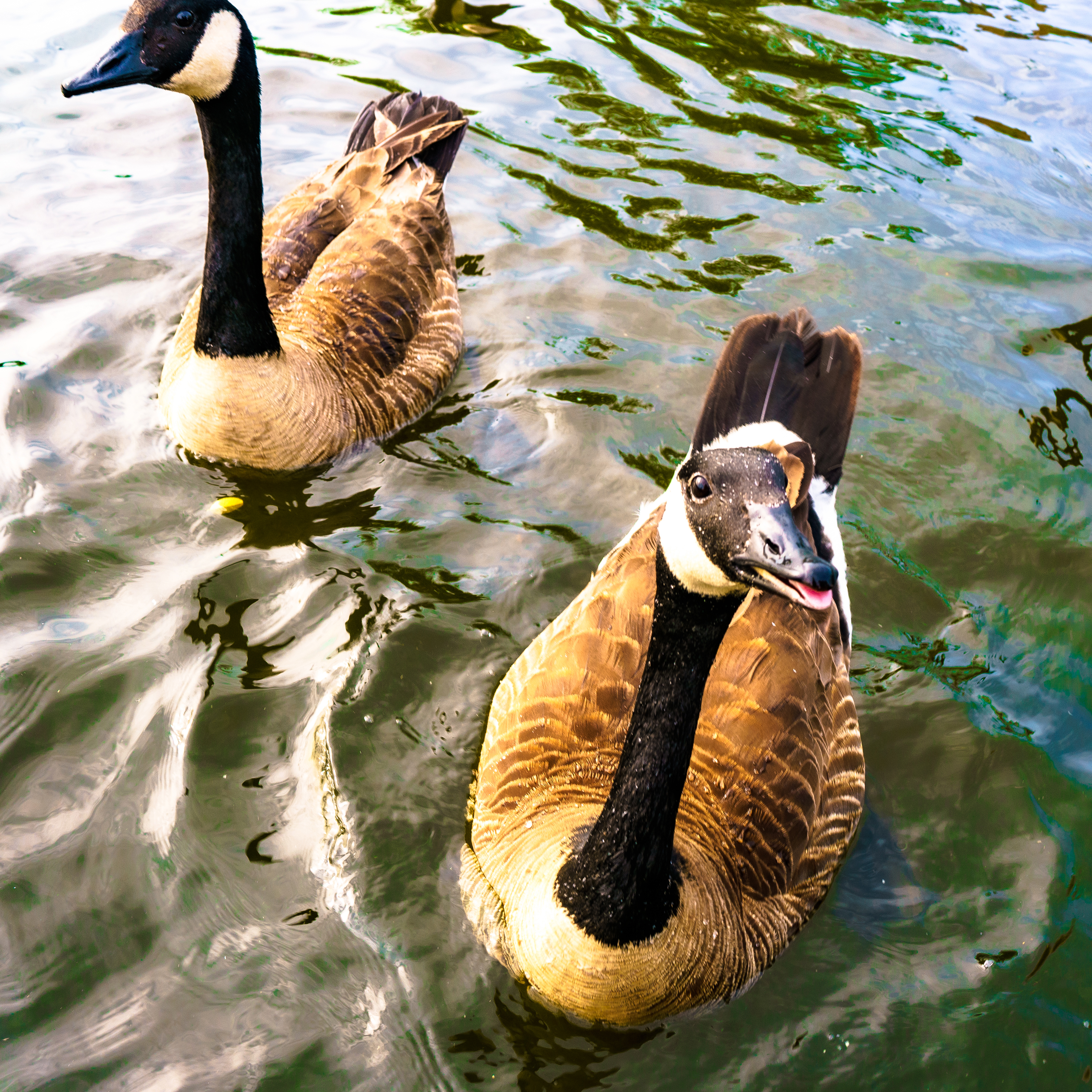 Ducks
